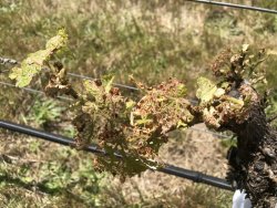 9371258C-7C70-48D2-BE9C-165665A5BAB4.jpeg 9371258C-7C70-48D2-BE9C-165665A5BAB4.jpeg