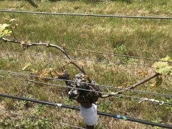 883F5E25-6421-4486-B235-0B29431FC341.jpeg 883F5E25-6421-4486-B235-0B29431FC341.jpeg