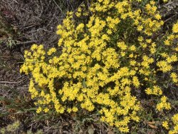 BA2EEC4F-25D8-4F28-BE05-D61AF64CC451.jpeg BA2EEC4F-25D8-4F28-BE05-D61AF64CC451.jpeg