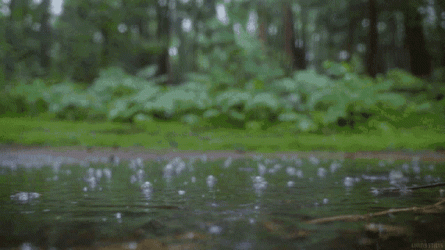 rain.gif rain.gif