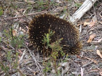 1607826004333.jpeg 1607826004333.jpeg