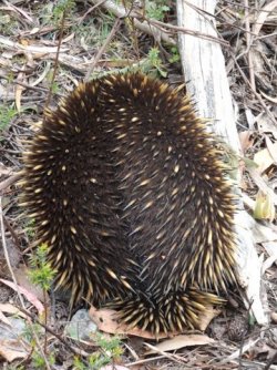 1607826020382.jpeg 1607826020382.jpeg