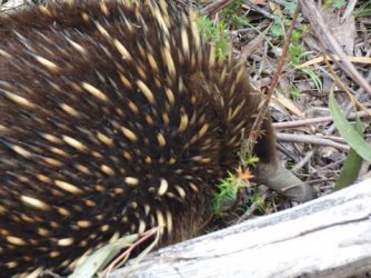 1607826080571.jpeg 1607826080571.jpeg