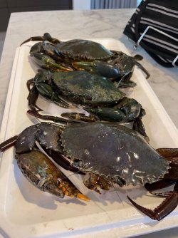 IMG_9652.jpeg IMG_9652.jpeg