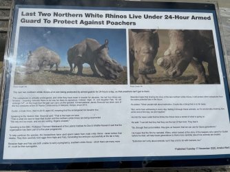 Rhino9.jpg Rhino9.jpg