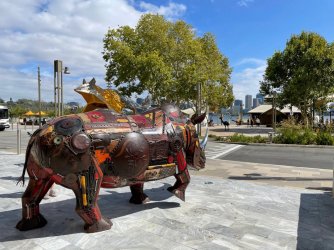 Rhino7.jpg Rhino7.jpg