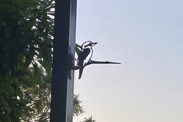 534839C0-F44B-42C1-89D5-D12D58E1FBC4.jpeg 534839C0-F44B-42C1-89D5-D12D58E1FBC4.jpeg