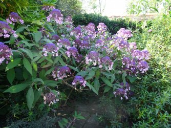DSC09385.JPG DSC09385.JPG