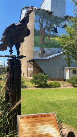 Diunedoo.JPG Diunedoo.JPG