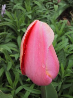 IMG_2170.JPG IMG_2170.JPG