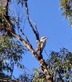 69ADFC7C-501A-4276-924A-0709056A9EFB.jpeg 69ADFC7C-501A-4276-924A-0709056A9EFB.jpeg