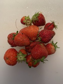 051E3D22-7F8F-49F6-A63A-BFFB476FB8DD.jpeg 051E3D22-7F8F-49F6-A63A-BFFB476FB8DD.jpeg