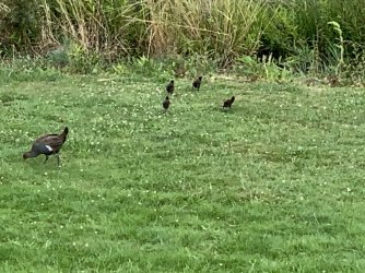 IMG_5746.jpg IMG_5746.jpg