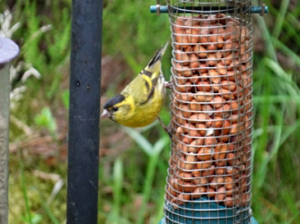 1612840757341.png 1612840757341.png