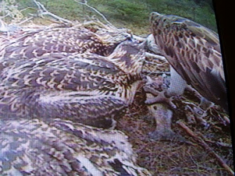 1612841433038.png 1612841433038.png