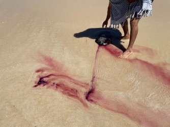 Sea hare1.jpg Sea hare1.jpg