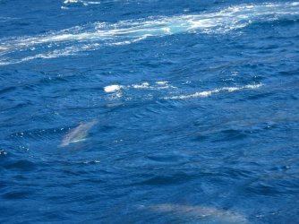 DSC06292.JPG DSC06292.JPG