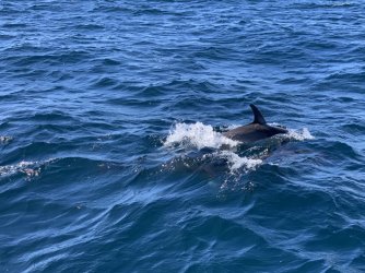 IMG_6145.JPG IMG_6145.JPG