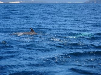 DSC06334.JPG DSC06334.JPG