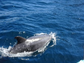 DSC06341.JPG DSC06341.JPG