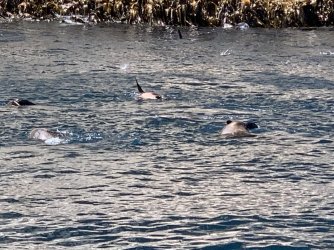 IMG_6247.JPG IMG_6247.JPG