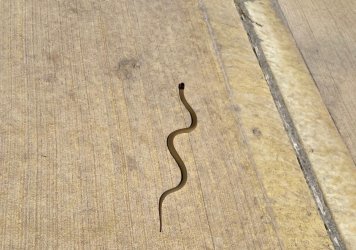 Dugite.jpg Dugite.jpg