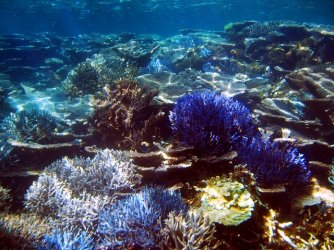 Abrolhos Coral 02.jpg Abrolhos Coral 02.jpg