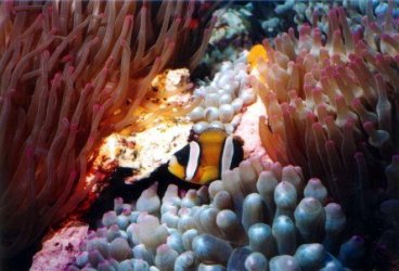Clown & Anemone.jpg Clown & Anemone.jpg