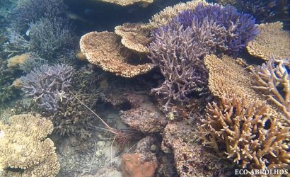 Crayfish and Corals.jpg Crayfish and Corals.jpg
