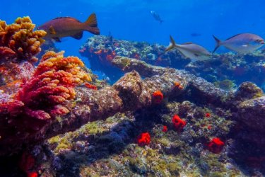Batavia Wreck Anchors and Canons.jpg Batavia Wreck Anchors and Canons.jpg
