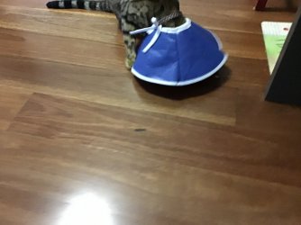 D911D258-7F19-4AA1-A702-D28AB35185C7.jpeg D911D258-7F19-4AA1-A702-D28AB35185C7.jpeg