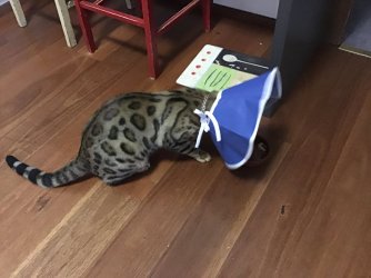 3206A154-BA01-4E0E-8C18-DCD48DDD7EDF.jpeg 3206A154-BA01-4E0E-8C18-DCD48DDD7EDF.jpeg