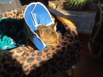 5203932A-B673-491E-8215-30FDD5C5A8FA.jpeg 5203932A-B673-491E-8215-30FDD5C5A8FA.jpeg