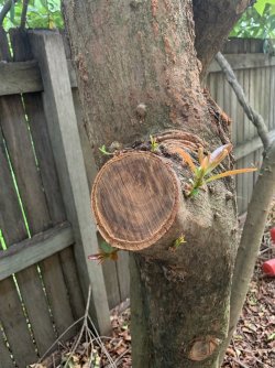 IMG_1972.JPG IMG_1972.JPG