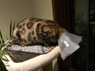 D2981DF3-E06F-4EAF-8889-5AE44E7F9DB1.jpeg D2981DF3-E06F-4EAF-8889-5AE44E7F9DB1.jpeg