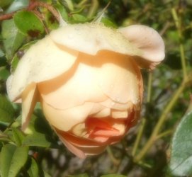 Mason8.jpg Mason8.jpg