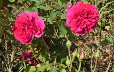 Mason4.jpg Mason4.jpg