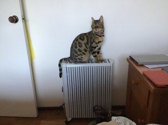 26EEF715-E413-4638-90B8-766E1940A0E0.jpeg 26EEF715-E413-4638-90B8-766E1940A0E0.jpeg