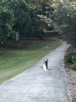 4BACED52-6CBF-4C92-AAEF-786906212C08.jpeg 4BACED52-6CBF-4C92-AAEF-786906212C08.jpeg