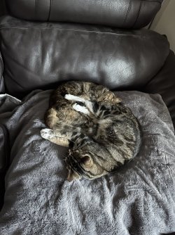 BEB4B10F-733A-47D4-9EBF-0F8DD5053F27.jpeg BEB4B10F-733A-47D4-9EBF-0F8DD5053F27.jpeg