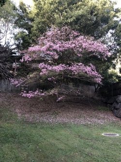 A6274DE8-5277-4A07-9404-CFB5E83A876B.jpeg A6274DE8-5277-4A07-9404-CFB5E83A876B.jpeg