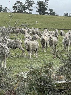 IMG_9298.JPG IMG_9298.JPG