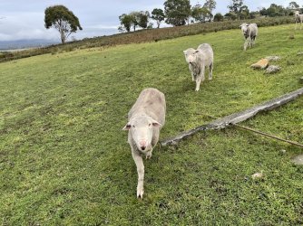 sheep 2.JPG sheep 2.JPG