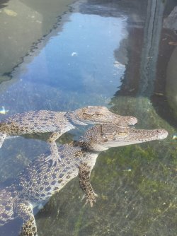 8F768094-56B6-4FDB-959C-61F730E0CAD5.jpeg 8F768094-56B6-4FDB-959C-61F730E0CAD5.jpeg