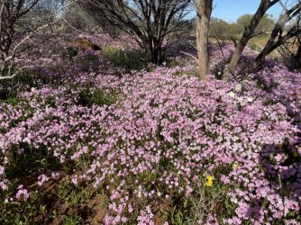 5993C550-A43C-4501-AAE2-68E8432B00D2.jpeg 5993C550-A43C-4501-AAE2-68E8432B00D2.jpeg