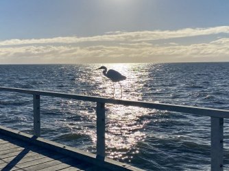 4866A64E-E7CD-480A-9BA3-86380EEC2DF6.jpeg 4866A64E-E7CD-480A-9BA3-86380EEC2DF6.jpeg