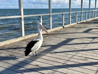 DDDE8005-522A-4D0F-888F-6DE9E7165A61.jpeg DDDE8005-522A-4D0F-888F-6DE9E7165A61.jpeg