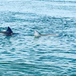 31680097-9A1B-46BA-991A-30FC8FE8A3C6.jpeg 31680097-9A1B-46BA-991A-30FC8FE8A3C6.jpeg