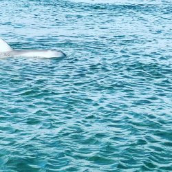 DEED44BB-35AF-4C3E-80A8-9111AFF60773.jpeg DEED44BB-35AF-4C3E-80A8-9111AFF60773.jpeg