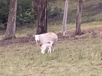 9D130FED-5977-445F-851E-EE80D0DBD9A8.jpeg 9D130FED-5977-445F-851E-EE80D0DBD9A8.jpeg